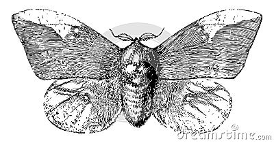 Imperial Moth, vintage illustration Vector Illustration