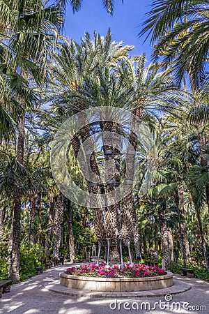 The Imperial Palm Tree Stock Photo