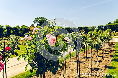 Imperial roses gardens of schonbrunn palace in Vienna Stock Photo