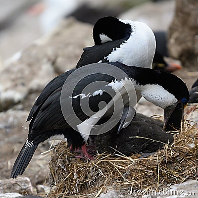 Pair of blue-eyed cormorants or blue-eyed shags feeding one of the two chicks New Island, Falkland Islands Stock Photo