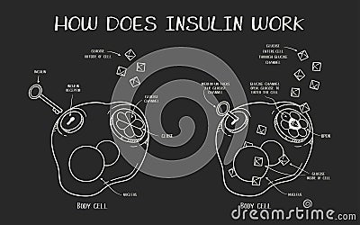 Hand drawn vector illustration explaining how does insulin work on black background Vector Illustration