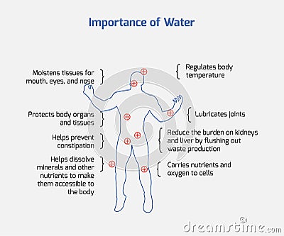 Importance of Water - Our body, Water, Positive effects, Vector EPS 10 Vector Illustration