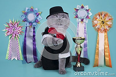 important Scottish cat with their awards at an isolated background Stock Photo