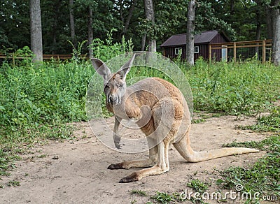 Imported Young Australian Kangaroo in American Zoo Stock Photo