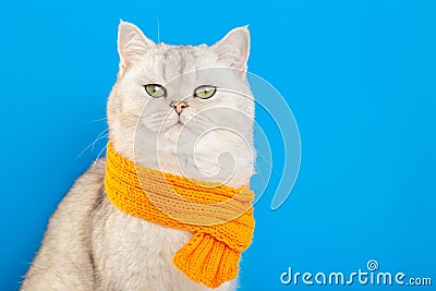 An imposing white cat sitting in an orange knitted scarf on a blue background. Stock Photo