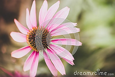 echinacea flower in pink and white color on green background in the morning Stock Photo