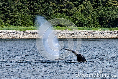 Impression of a whale watching tour at the Glacier bay. Back and fluke of two Humpbacks. One is blowing out its expired air Stock Photo