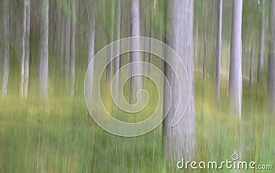 Impressionistic forest Stock Photo