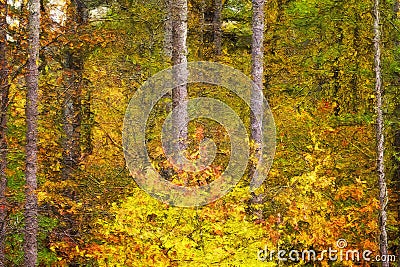 Impressionistic Style Artwork of Autumn Colors Hidden Deep in the Green Forest Stock Photo