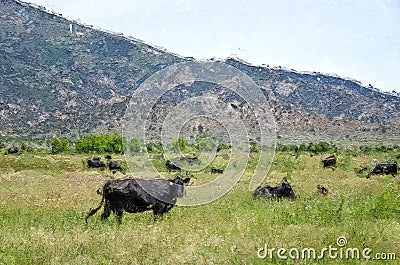 Impressionistic Style Artwork of Herd of Cattle Relaxing in the Soft Green Mountain Meadow Stock Photo