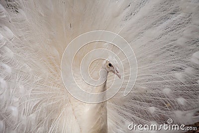 Impressive Displaying male white peacock Stock Photo