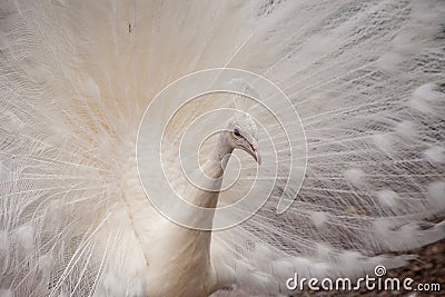 Impressive Displaying male white peacock Stock Photo