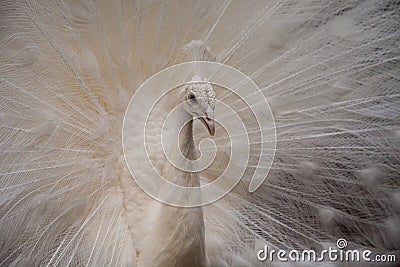 Impressive Displaying male white peacock Stock Photo