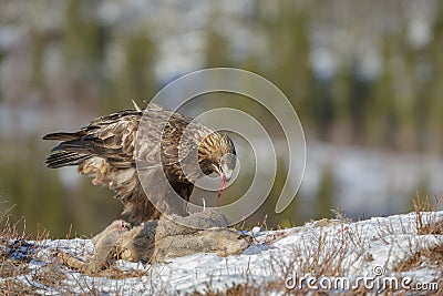 Impressive golden eagle Stock Photo