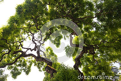 Impressive, green crown of tall, large elm tree with gnarled, twisted branches Stock Photo