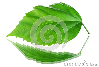 Impressive green leaf Stock Photo