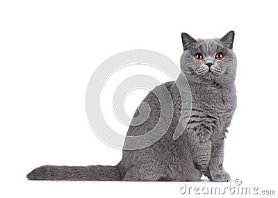 Blue female British Shorthair cat on white Stock Photo