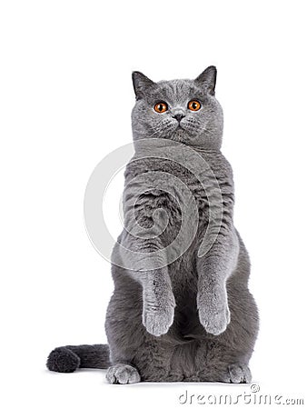 Blue female British Shorthair cat on white Stock Photo