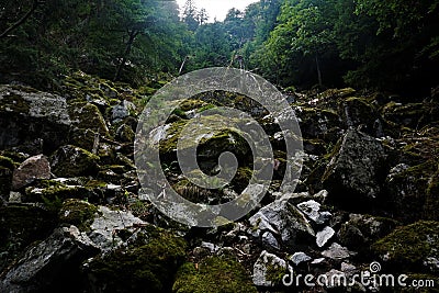 Impressive talus with mossy rocks spotted in the Vosges Stock Photo