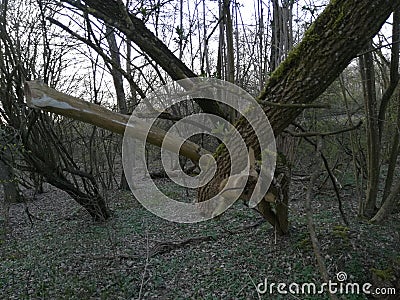 impressive tree branches forest walk foot Stock Photo