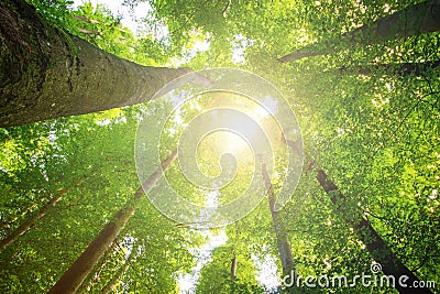 Impressive trees in the forest. Fresh green, spring time. Bottom view Stock Photo