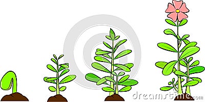 Phases of a plant growing. Vector of seed germinating on the ground. White background. Life cycle and evolution concept. Vector Illustration