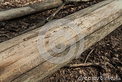 Imprint of the bark beetle under the bark of the tree. trunk of the tree, covered with a bizarre pattern of the traces of the bug Stock Photo