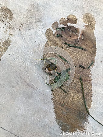 Imprint of children`s wet feet on plywood Stock Photo