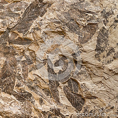 Imprint of fossil prehistoric plant leaves on stone Stock Photo