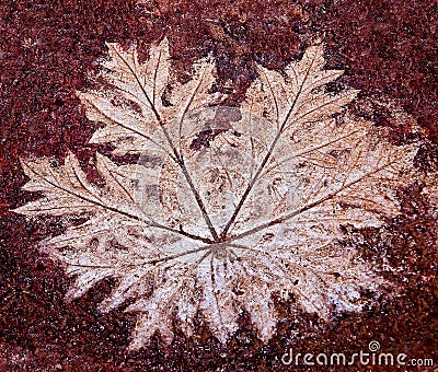 The Imprint leaf Stock Photo