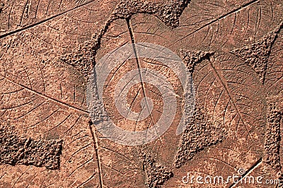 The Imprint leaf on cement floor Stock Photo