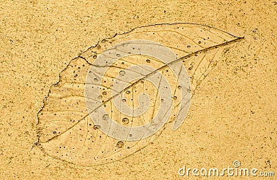 Imprint leaf on cement floor background Stock Photo