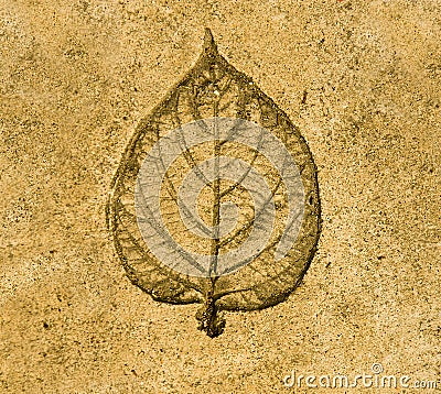 Imprint leaf on cement Stock Photo