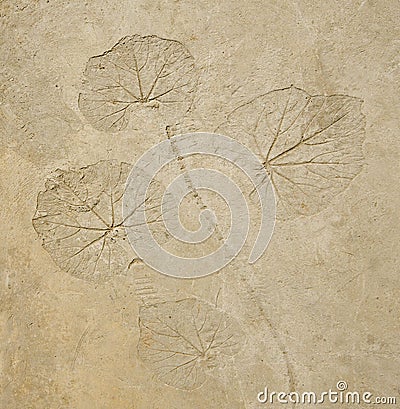 Imprint leaf on cement Stock Photo