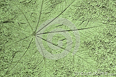 The Imprint leaf on cement floor background,ground texture background Stock Photo