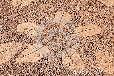 The Imprint leaf on cement floor background,ground texture background Stock Photo