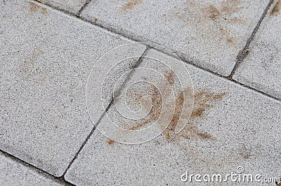 Imprint leaf fallen from a tree in autumn. Stock Photo