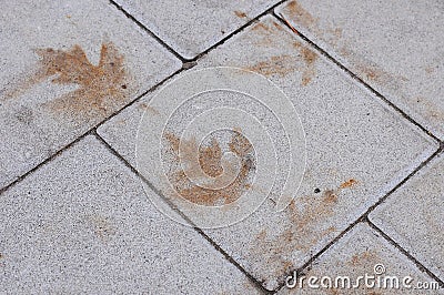 Imprint leaf fallen from a tree in autumn. Stock Photo