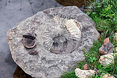 imprint in the stone of an ancient fossil amanite Stock Photo