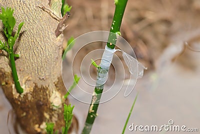 Improved variety graft successful on lemon plant Stock Photo