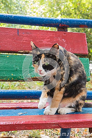 Imprudent Multicolored stray cat sitting on the natural background Stock Photo