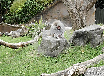 Inappropriate monkey on a rock Stock Photo