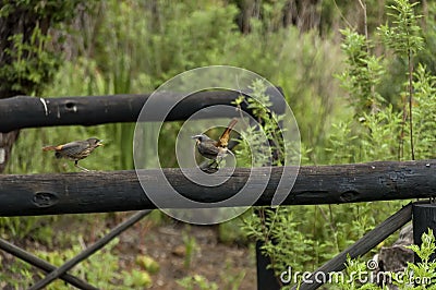 Inarticulate talk between two bird in Giants Castle KwaZulu-Natal nature reserve area Stock Photo