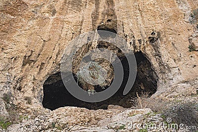 Inbal Cave with Hanging Caper Bush at the Faran Monastery in Wadi Qelt Stock Photo