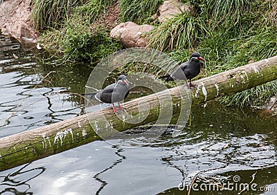 Inca Terns Stock Photo