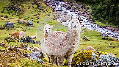 The Inca Trail, Peru - Two Alpacas staring at the Hikers along the Inca Trail Stock Photo