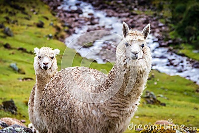 The Inca Trail, Peru - Two Alpacas staring at the Hikers along the Inca Trail Stock Photo