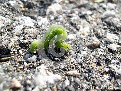 Inch worm Stock Photo