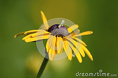 Inchworm on Black-eyed Susan Stock Photo