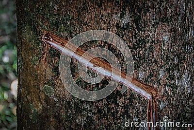 Incision on the trunk of a rubber tree Hevea along the gutter of which flows down the white rubber Stock Photo